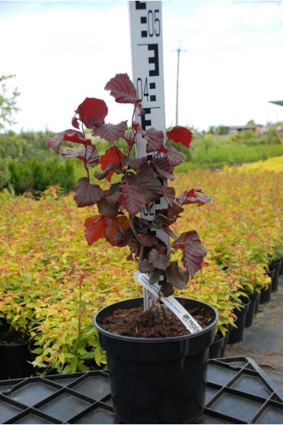 Ліщина європейська Ред Маджестік- 3-5л/вис.30-40см/Ø20-25см